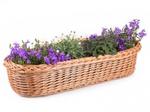 Truhlík proutěný Roses II.